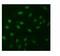 Atrial natriuretic peptide receptor 1 antibody, A01042, Boster Biological Technology, Immunofluorescence image 