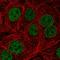 Tetratricopeptide Repeat Domain 5 antibody, HPA054198, Atlas Antibodies, Immunofluorescence image 