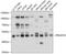 KAP1 antibody, 13-443, ProSci, Western Blot image 