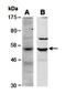 BCL6B Transcription Repressor antibody, orb67051, Biorbyt, Western Blot image 