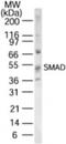 SMAD Family Member 1 antibody, NB600-962, Novus Biologicals, Western Blot image 