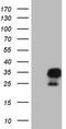 Amelotin antibody, CF808574, Origene, Western Blot image 