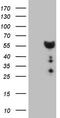 Doublesex And Mab-3 Related Transcription Factor 1 antibody, CF807539, Origene, Western Blot image 