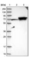 Alpha-(1,3)-fucosyltransferase 11 antibody, NBP1-81118, Novus Biologicals, Western Blot image 
