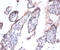 Anaphase-promoting complex subunit 5 antibody, A53997-100, Epigentek, Immunohistochemistry paraffin image 
