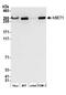 Histone-lysine N-methyltransferase SETD1A antibody, A700-024, Bethyl Labs, Western Blot image 