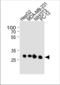 BCL2 Like 1 antibody, TA324971, Origene, Western Blot image 