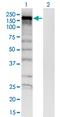 HLP antibody, MA5-24551, Invitrogen Antibodies, Western Blot image 