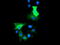 Histone Deacetylase 6 antibody, TA502001, Origene, Immunofluorescence image 