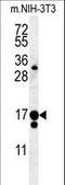 Uncharacterized protein C14orf179 homolog antibody, LS-C167919, Lifespan Biosciences, Western Blot image 