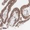 Vasohibin 1 antibody, HPA000653, Atlas Antibodies, Immunohistochemistry frozen image 