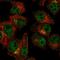 Src Like Adaptor 2 antibody, HPA053746, Atlas Antibodies, Immunocytochemistry image 