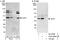 AUP1 Lipid Droplet Regulating VLDL Assembly Factor antibody, A302-899A, Bethyl Labs, Western Blot image 