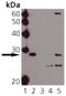 Heat Shock Protein Family B (Small) Member 1 antibody, LS-C343661, Lifespan Biosciences, Western Blot image 