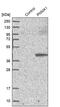 Paraneoplastic antigen Ma1 antibody, PA5-52003, Invitrogen Antibodies, Western Blot image 