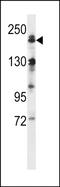 Mitogen-Activated Protein Kinase Kinase Kinase 4 antibody, PA5-71914, Invitrogen Antibodies, Western Blot image 