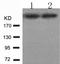 Protein Kinase, DNA-Activated, Catalytic Subunit antibody, TA324104, Origene, Western Blot image 