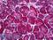 Calreticulin antibody, LS-B5380, Lifespan Biosciences, Immunohistochemistry frozen image 