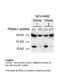 Proteasome Subunit Alpha 1 antibody, 29-293, ProSci, Western Blot image 