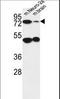 AVL9 Cell Migration Associated antibody, LS-C156691, Lifespan Biosciences, Western Blot image 