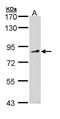 FYVE, RhoGEF And PH Domain Containing 4 antibody, TA309049, Origene, Western Blot image 