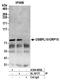 Oxysterol Binding Protein Like 10 antibody, A304-885A, Bethyl Labs, Immunoprecipitation image 