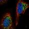 ATP-dependent zinc metalloprotease YME1L1 antibody, HPA066953, Atlas Antibodies, Immunofluorescence image 
