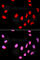 Cell Division Cycle 25C antibody, A1672, ABclonal Technology, Immunofluorescence image 