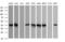 Cell division cycle protein 123 homolog antibody, MA5-26184, Invitrogen Antibodies, Western Blot image 