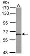 Ubiquitin carboxyl-terminal hydrolase 22 antibody, NBP2-20829, Novus Biologicals, Western Blot image 