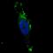 Autophagy Related 12 antibody, LS-C156569, Lifespan Biosciences, Immunofluorescence image 