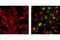 H2A Histone Family Member X antibody, 9719S, Cell Signaling Technology, Immunofluorescence image 