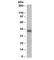 Translocase Of Inner Mitochondrial Membrane 50 antibody, R33215-100UG, NSJ Bioreagents, Western Blot image 