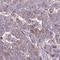 Glycolipid Transfer Protein antibody, HPA056461, Atlas Antibodies, Immunohistochemistry frozen image 