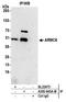 Armadillo Repeat Containing 6 antibody, A305-645A-M, Bethyl Labs, Immunoprecipitation image 