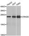 CASP2 And RIPK1 Domain Containing Adaptor With Death Domain antibody, A1124, ABclonal Technology, Western Blot image 