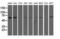 Alpha Fetoprotein antibody, NBP2-03084, Novus Biologicals, Western Blot image 