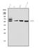 5 -NT antibody, A02120-2, Boster Biological Technology, Western Blot image 