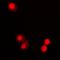 Promyelocytic leukemia protein antibody, orb214410, Biorbyt, Immunocytochemistry image 