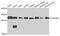 Coiled-Coil-Helix-Coiled-Coil-Helix Domain Containing 3 antibody, orb374209, Biorbyt, Western Blot image 