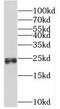 Prolactin-3D1 antibody, FNab06513, FineTest, Western Blot image 