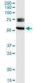 Early Growth Response 2 antibody, LS-C197116, Lifespan Biosciences, Western Blot image 