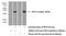 Replication factor C subunit 5 antibody, 10385-1-AP, Proteintech Group, Western Blot image 