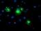 Lysophosphatidic Acid Receptor 1 antibody, NBP2-01354, Novus Biologicals, Immunocytochemistry image 