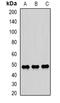 Secernin 2 antibody, abx141598, Abbexa, Western Blot image 