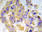 Insulin Receptor Substrate 1 antibody, AP20954PU-N, Origene, Immunohistochemistry frozen image 