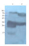 Lymphocyte antigen 6G antibody, orb322983, Biorbyt, Western Blot image 