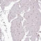 Paraspeckle Component 1 antibody, HPA038904, Atlas Antibodies, Immunohistochemistry frozen image 