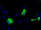 Thromboxane A Synthase 1 antibody, LS-C115349, Lifespan Biosciences, Immunofluorescence image 