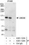 Ubiquitination Factor E4B antibody, A301-124A, Bethyl Labs, Immunoprecipitation image 